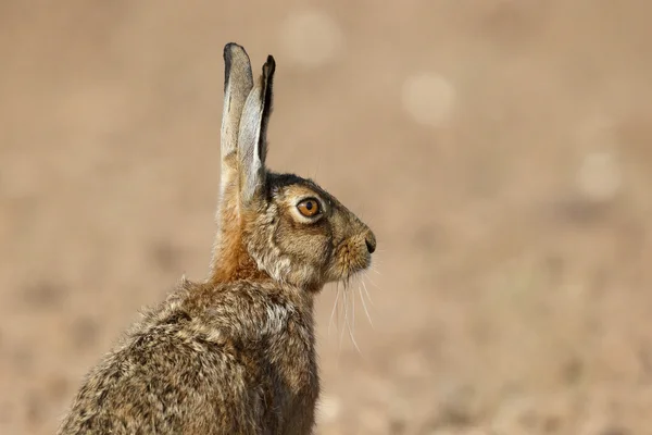 Brun hare lepus europaeus — Stockfoto