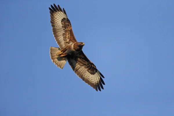 普通Buzzard, Buteo buteo — 图库照片