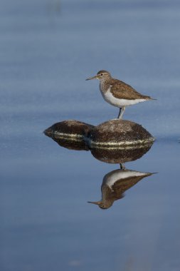 ortak sandpiper, tringa hypoleucos