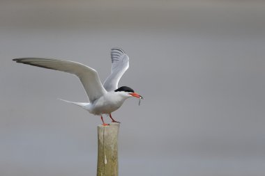 Yaygın Tern, Sterna hirundo