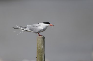 Yaygın Tern, Sterna hirundo