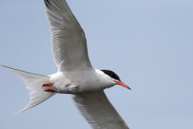Yaygın Tern, Sterna hirundo