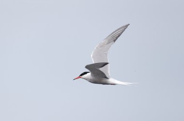Yaygın Tern, Sterna hirundo