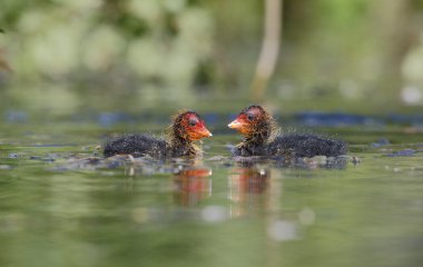 Coot, Fulica atra