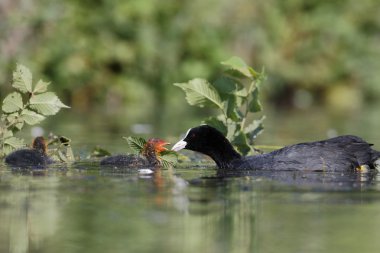 Coot, Fulica atra