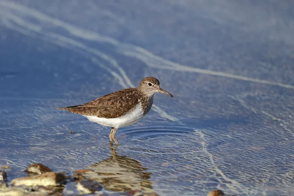 Common sandpiper, Tringa hypoleucos — Stock Photo, Image