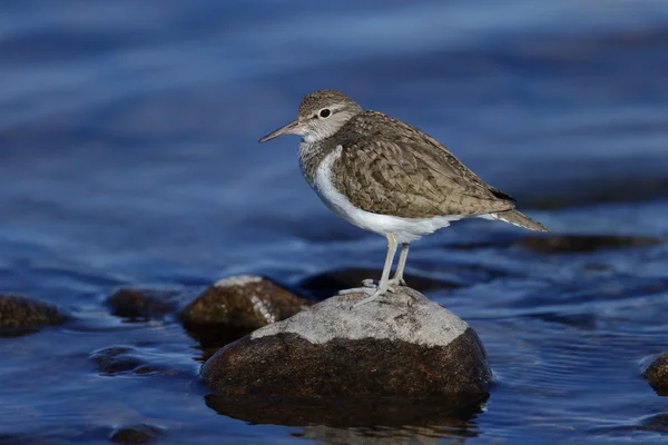 Common sandpiper, Tringa hypoleucos — Stock Photo, Image