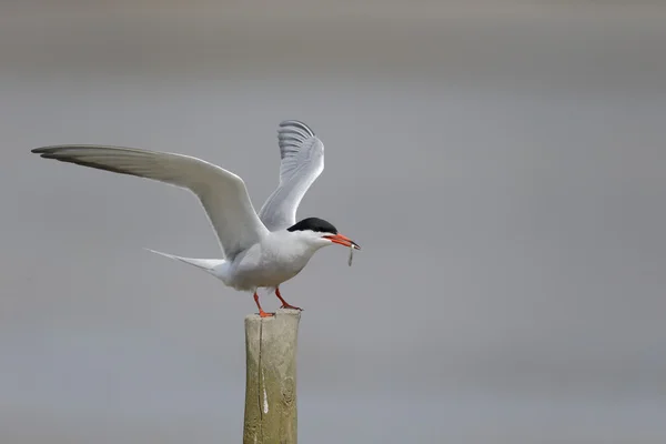 Vanlig Tern, Sterna hirundo — Stockfoto