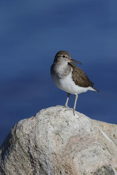 Sandpiper comum, Tringa hypoleucos — Fotografia de Stock