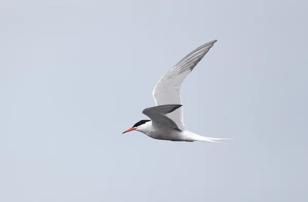 Common tern, Sterna hirundo — Stock Photo, Image