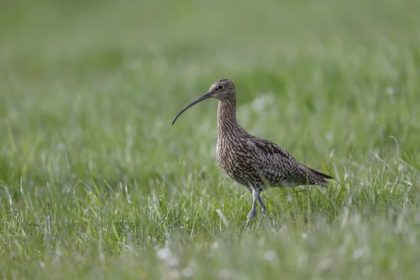 Curlew, Numenius arquata, — Stockfoto