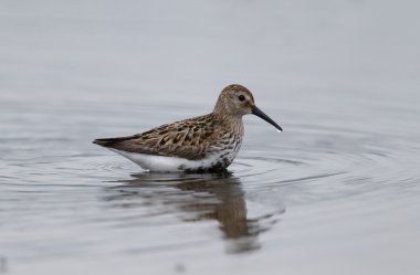 Dunlin, Calidris alpina