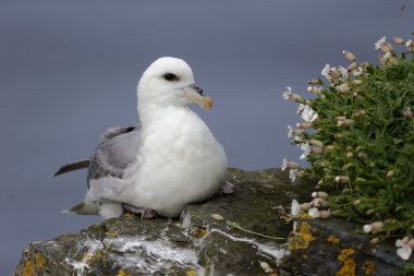 Fulmar, Fulmarus glacialis 