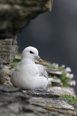 Fulmar, Fulmarus glacialis 