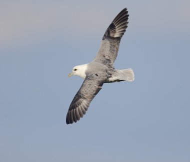 Fulmar, Fulmarus glacialis 