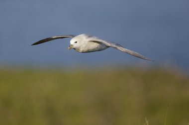 Fulmar, Fulmarus glacialis 