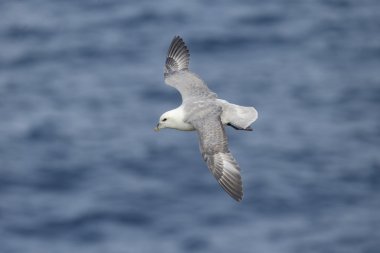 Fulmar, Fulmarus glacialis 