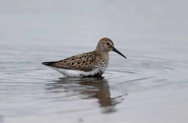 Dunlin, Calidris alpina — Stock Photo, Image