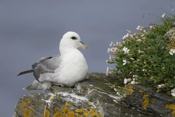 Fulmar boréal, fulmarus glacialis — Photo