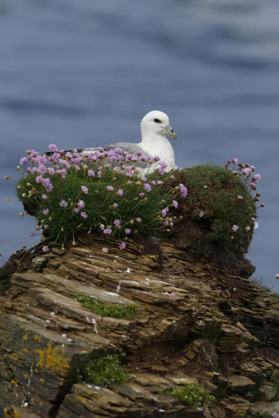 Fulmar, wyspa glacialis — Zdjęcie stockowe