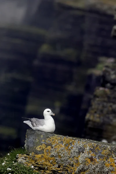 Fulmar, glacialis de Fulmarus —  Fotos de Stock