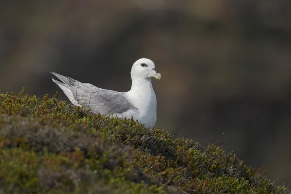 Fulmar, Fulmarus glacialis — Stockfoto