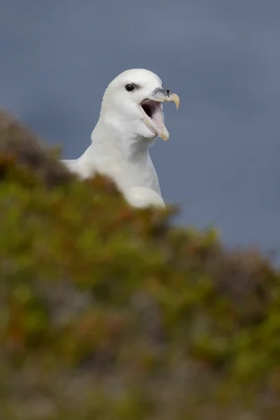 Fulmar, wyspa glacialis — Zdjęcie stockowe