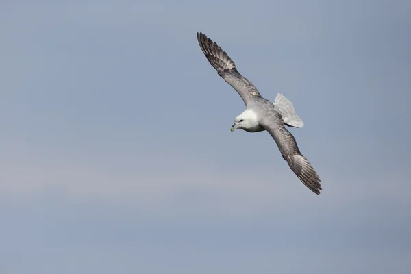 Fulmar, glacialis de Fulmarus — Foto de Stock