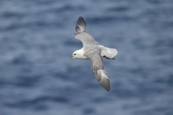 Stormvogel, fulmarus glacialis — Stockfoto