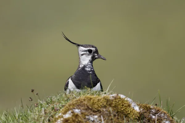 Vanneau cendré, Vanellus vanellus — Photo