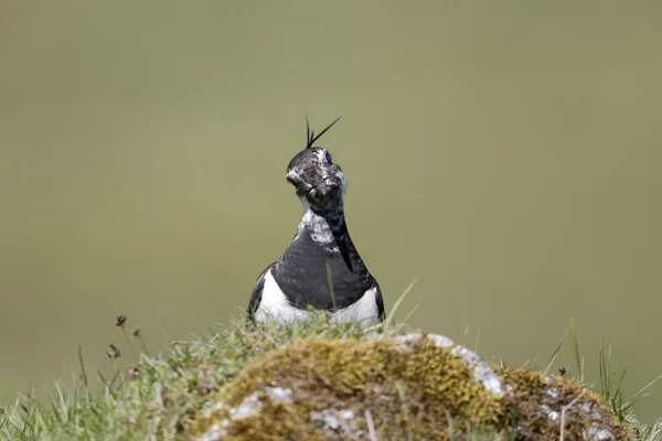 Vanneau cendré, Vanellus vanellus — Photo