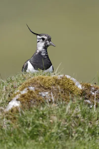 Lapwing settentrionale, Vanellus vanellus — Foto Stock