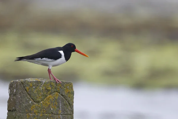 Capturador de ostras, Haematopus ostralegus —  Fotos de Stock