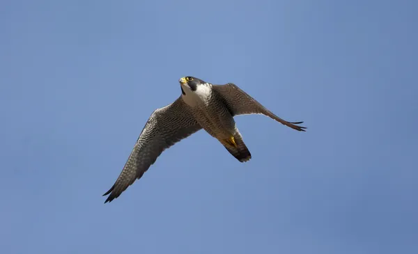 Peregrine, Falco peregrinus — Stockfoto
