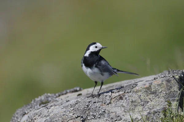 Pied Fabtail, Motacilla alba yarrefeli — стоковое фото