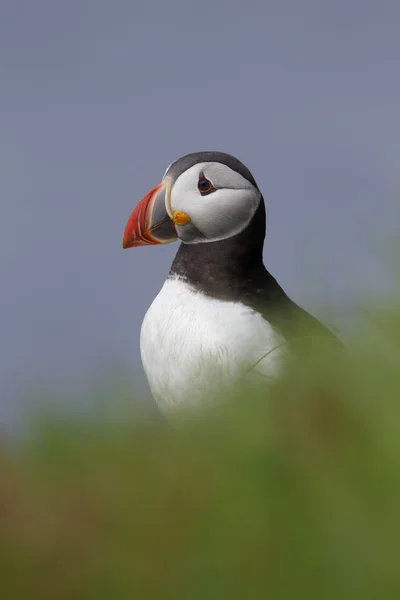 Puffin, Fratercula arctica — Foto de Stock