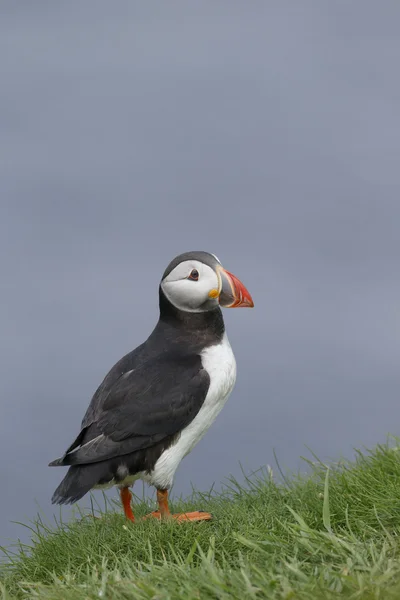 Puffin, Fratercula arctica — Stock fotografie