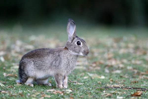 Кролик, зайця-curpaeums — стокове фото