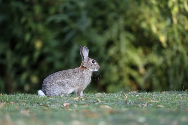 Coniglio, Lepus curpaeums — Foto Stock