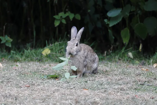 Coelho, curpaeums de Lepus — Fotografia de Stock