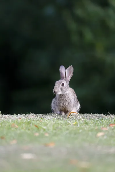 Tavşan, tavşan curpaeums — Stok fotoğraf