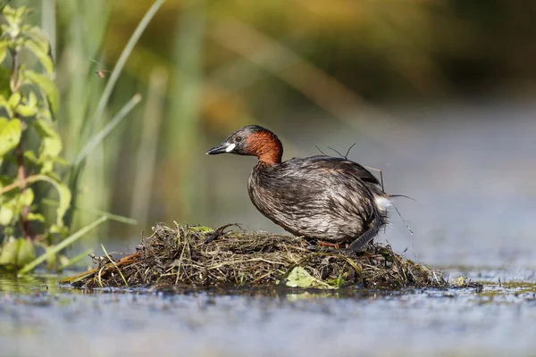 Kleine grebe, Tachybaptus ruficollis — Stockfoto