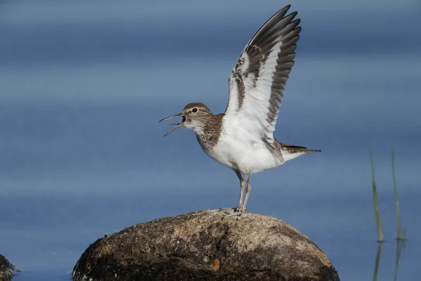 Wasserläufer, tringa hypoleucos — Stockfoto