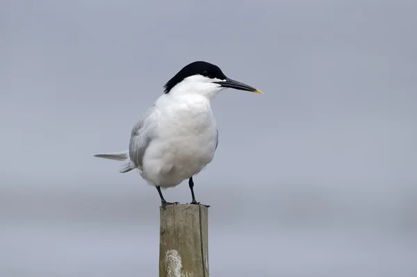 Tambor de sanduíche, Sterna sandvicensis — Fotografia de Stock