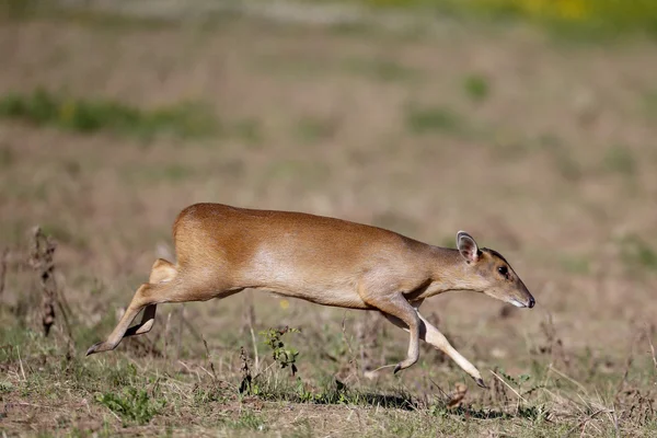 Muntjac, Muntiacus reevesi, — Stock Photo, Image