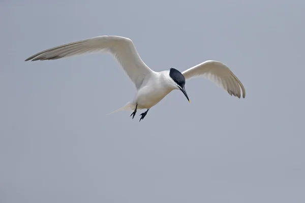 Rybák, sterna sandvicensis — Stock fotografie