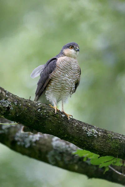 Krahujec, accipiter nisus — Stock fotografie