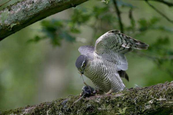 Sparviero, Accipiter nisus — Foto Stock