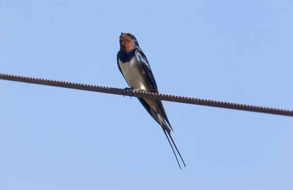 Vlaštovka, hirundo rustica — Stock fotografie