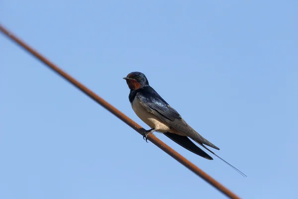 Tragar, Hirundo rustica — Foto de Stock